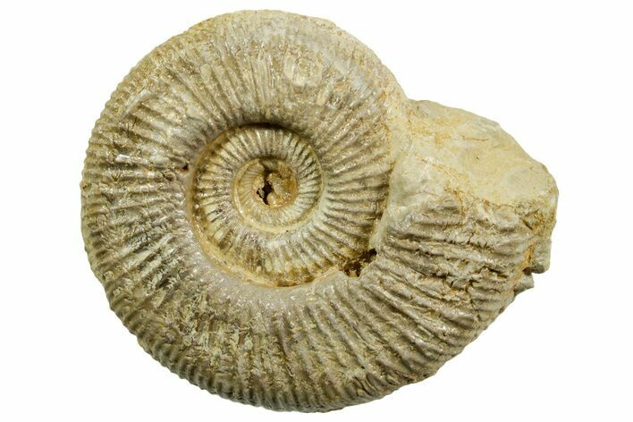 Jurassic Ammonite (Perisphinctes) Fossil - France #363612